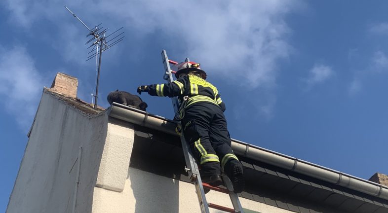 Einsatz Katze in Regenrinne